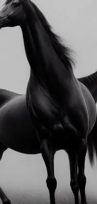 This captivating phone live wallpaper features a monochromatic photorealistic illustration of two black horses standing together