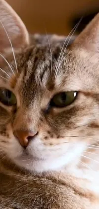 This phone live wallpaper depicts a photorealistic close-up of a cat's face as it lays on someone's lap