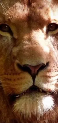 This phone live wallpaper features a highly detailed, close-up image of a lion's face with a blurred background