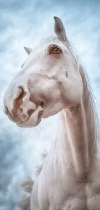 Hair Nose Horse Live Wallpaper