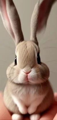 Hair Nose Rabbit Live Wallpaper