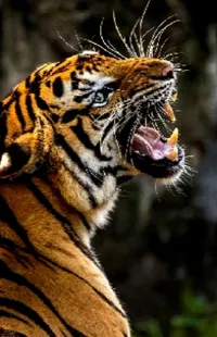 Hair Roar Siberian Tiger Live Wallpaper