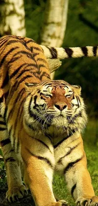 Hair Siberian Tiger Bengal Tiger Live Wallpaper