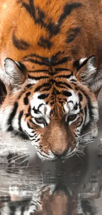 Hair Siberian Tiger Bengal Tiger Live Wallpaper