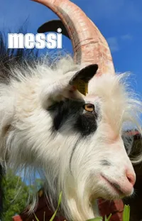 Hair Vertebrate Goat Live Wallpaper