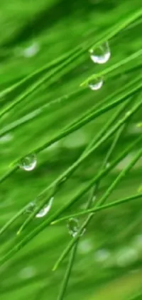 Hair Water Plant Live Wallpaper