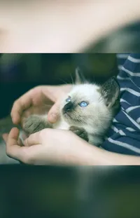 Hand Cat Siamese Live Wallpaper