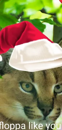 Hat Cat Felidae Live Wallpaper