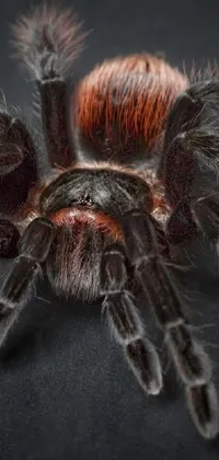 Get up close and personal with the terrifyingly realistic Spider Live Wallpaper! This high-detail product photo captures a macro photograph of reddish-brown tarantulas crawling across a black surface