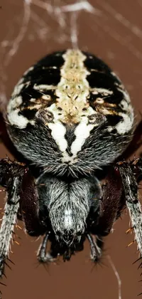 Head Arthropod Insect Live Wallpaper