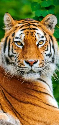 Head Bengal Tiger Plant Live Wallpaper