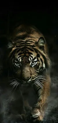 This stunning live wallpaper features a fierce tiger walking through the darkness