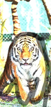 This live wallpaper features a digital rendering of a tiger walking in the grass, inspired by sumatraism