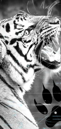 This live wallpaper features a striking black and white photograph of a roaring tiger with its mouth wide open