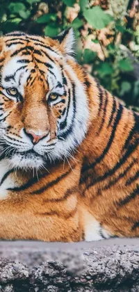 This stunning phone live wallpaper features a close-up of a majestic tiger laying on a rock