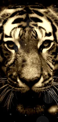 This phone live wallpaper is all about the stunning image of a tiger