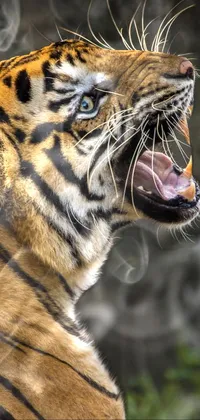 This stunning live wallpaper features a close-up image of a fierce tiger ready to battle
