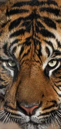 Tiger Pictures - Tiger Wallpapers - National Geographic