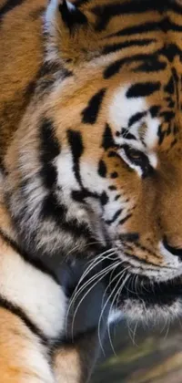 Head Bengal Tiger Siberian Tiger Live Wallpaper