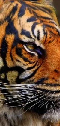 This live wallpaper showcases a close-up of a tiger, featuring striking details such as every hair and whisker