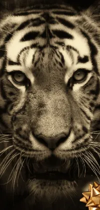 This phone live wallpaper features a black and white portrait of a tiger with striking sepia tones