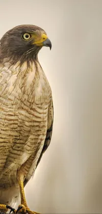 Head Bird Accipitridae Live Wallpaper