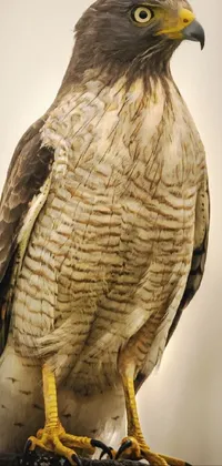 King_Birds Live Wallpaper