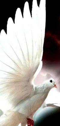 Head Bird Beak Live Wallpaper