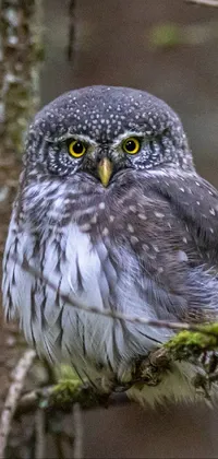 This live phone wallpaper features a beautiful grey-eyed owl perched on a mossy branch in a lush green forest