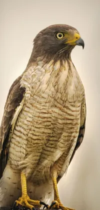 Head Bird Eye Live Wallpaper
