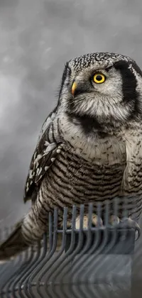 This phone live wallpaper showcases a striking image of an unclad owl perched on a gray brick rooftop amidst a snowstorm