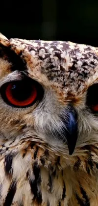Head Bird Great Horned Owl Live Wallpaper