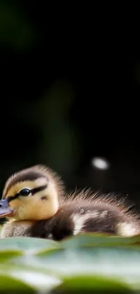 cute duckling wallpaper