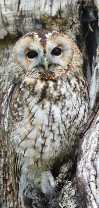 Transform your phone screen into a serene forest scene with this captivating live wallpaper featuring a detailed portrait of an owl perched within a tree hollow