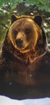 Decorate your phone screen with the striking live wallpaper of a huge brown bear enjoying the snow in Idaho