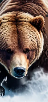 Head Brown Bear Grizzly Bear Live Wallpaper