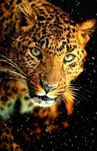 Head Carnivore African Leopard Live Wallpaper