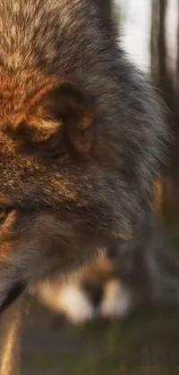 This wolf-themed live wallpaper features a stunning photorealistic close-up of a majestic wolf against a beautiful, blurred background