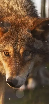 Head Carnivore Red Fox Live Wallpaper