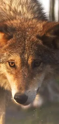 Red Fox Carnivore Fox Live Wallpaper - free download