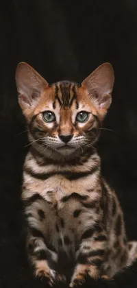 This phone live wallpaper features a cute and curious cat on a black background