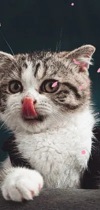 Get your phone purring with this cute live wallpaper featuring a playful gray and white cat sticking its tongue out