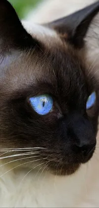 This siamese cat live wallpaper features a blue-eyed feline sitting in the grass, with a close-up view of their long blue centred hair