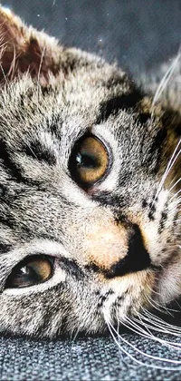 This phone live wallpaper captures a striking close-up shot of a young cat lounging on a couch