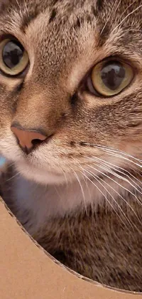 Get a close-up view of a cat chilling in a cardboard box using this live wallpaper