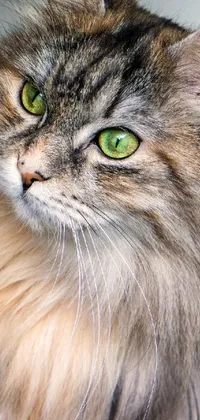 This phone live wallpaper exhibits an incredible portrait of a stunning Siberian cat with stark green eyes