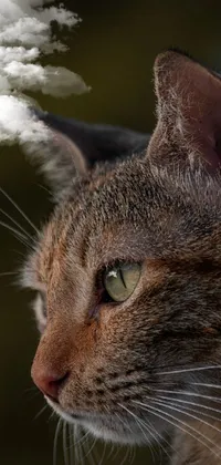 Introducing a mesmerizing live wallpaper perfect for your phone, featuring a captivating cat in close-up view