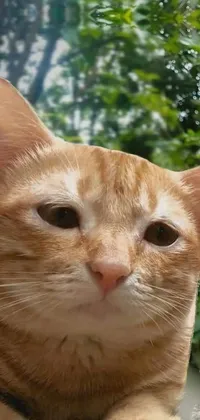 This phone live wallpaper features a vibrant and detailed close-up of an adorable orange cat sitting on a smooth rock in a lush garden