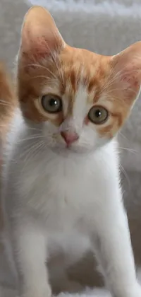 This live wallpaper features an adorable orange and white kitten, proudly posing on a white blanket