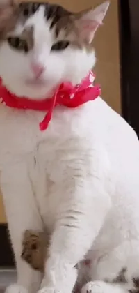 Head Cat White Live Wallpaper